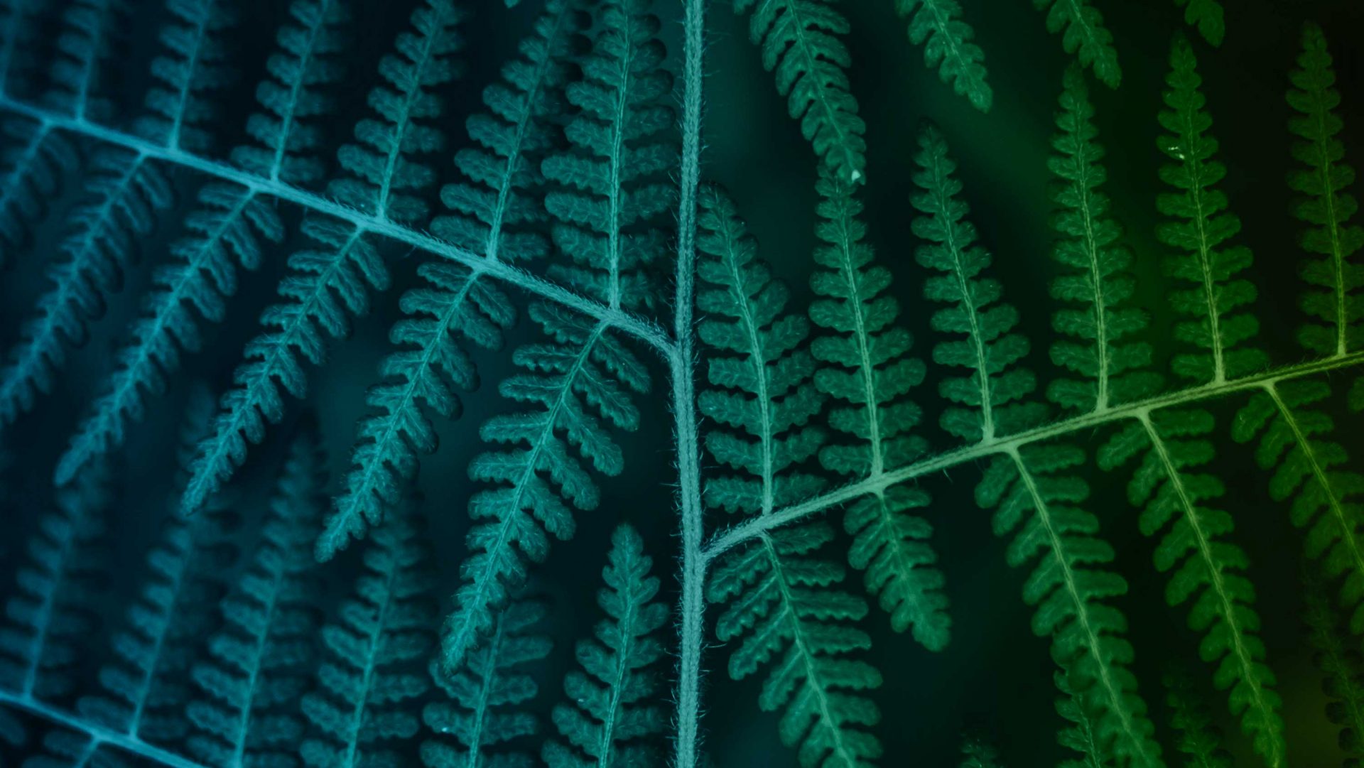 Annonce Lancement officiel du nouveau site Calliope Actualités